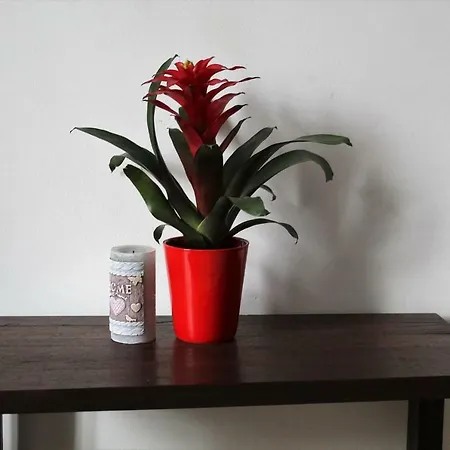 Apartament W Centrum